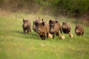 Wild Hogs Attack Florida HOA Homeowner, Again Make Local Headlines